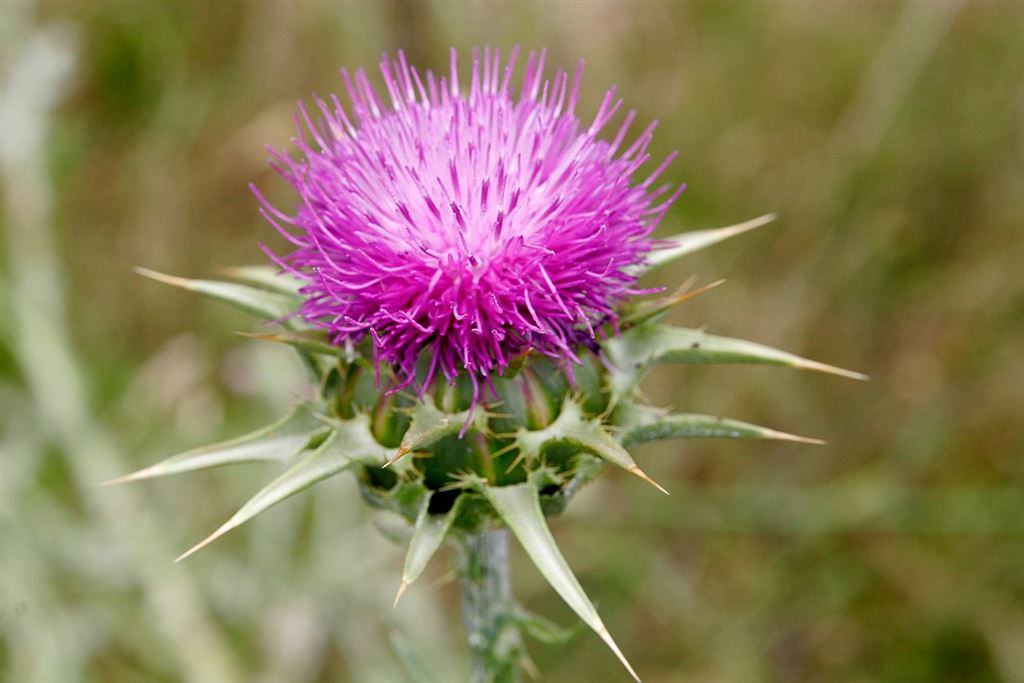 Take Milk Thistle to Promote a Healthy Liver